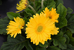 Gerbera-Jaguar Yellow 4.3"