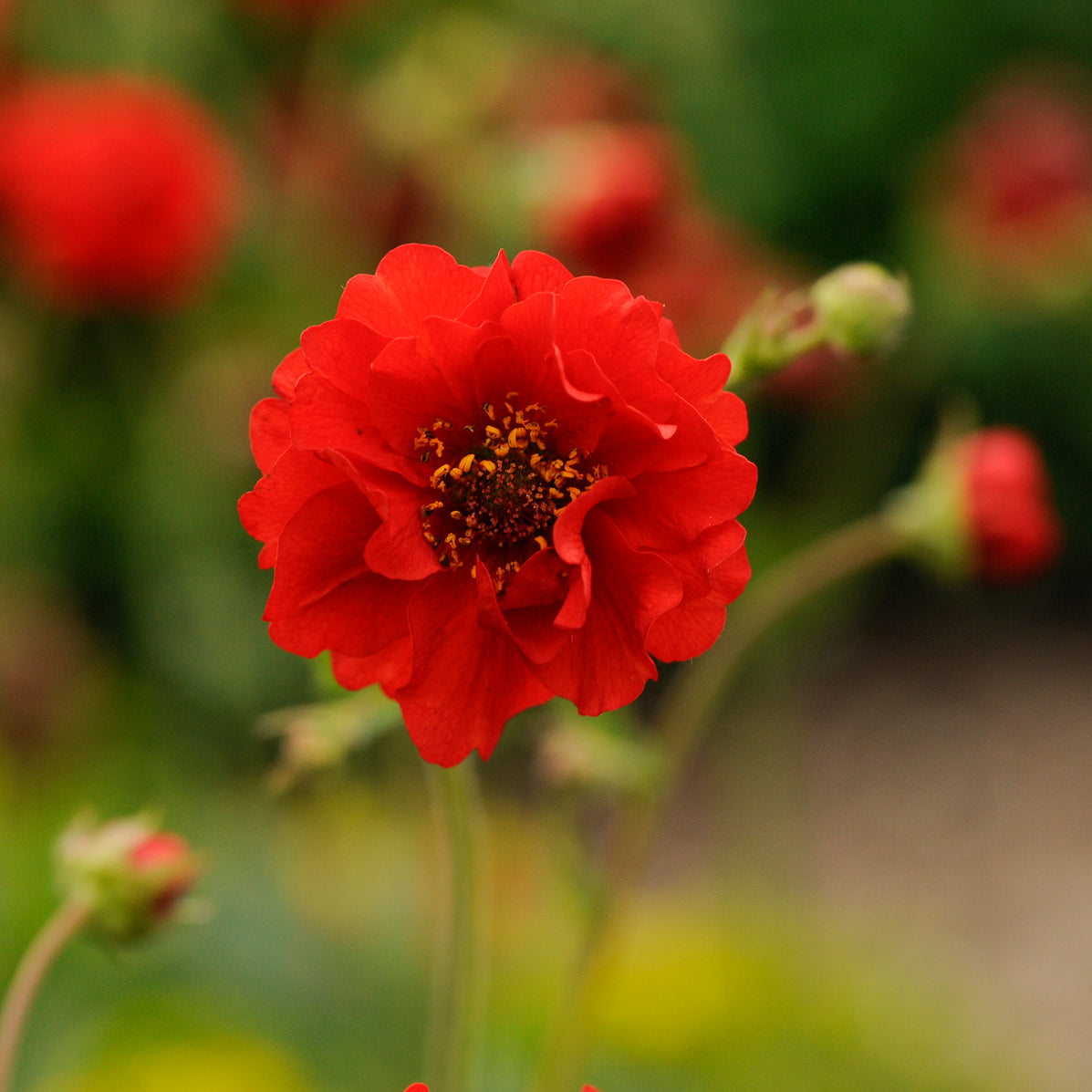 Geum-Blazing Sunset 1C