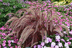 Grass-Fireworks 1C