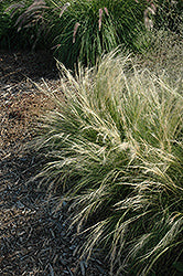 Grass-Pony Tails 1C
