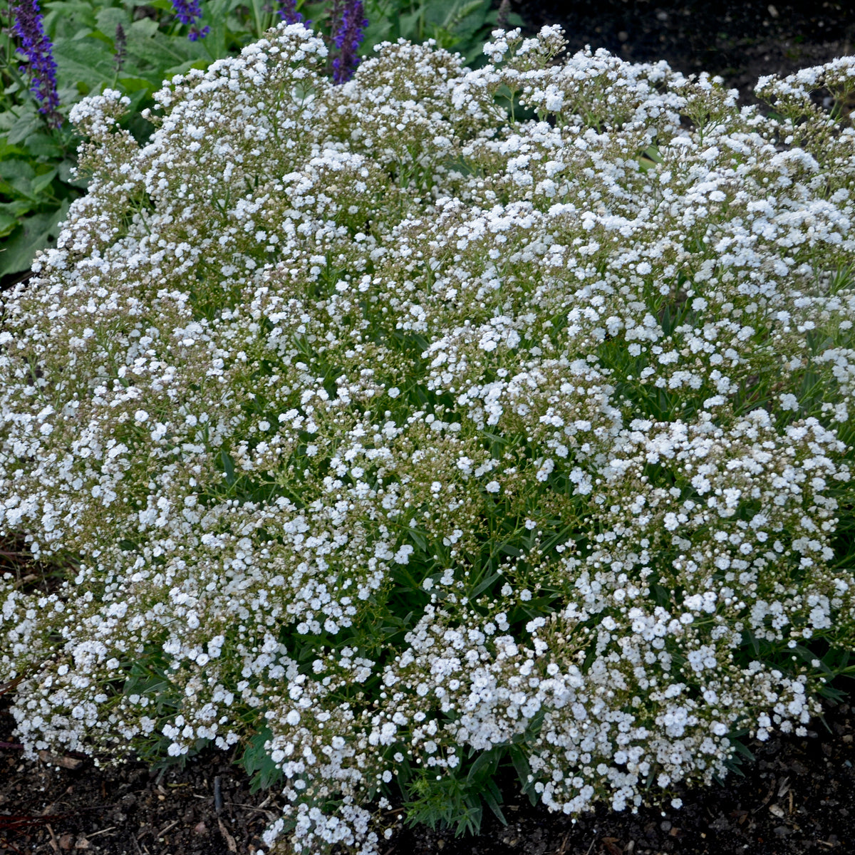 Gypsophila-Festival Star 1C