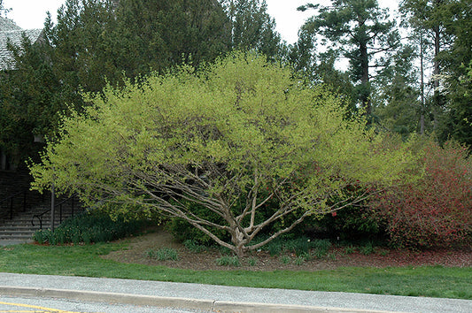 Dogwood-Golden Glory 4'B