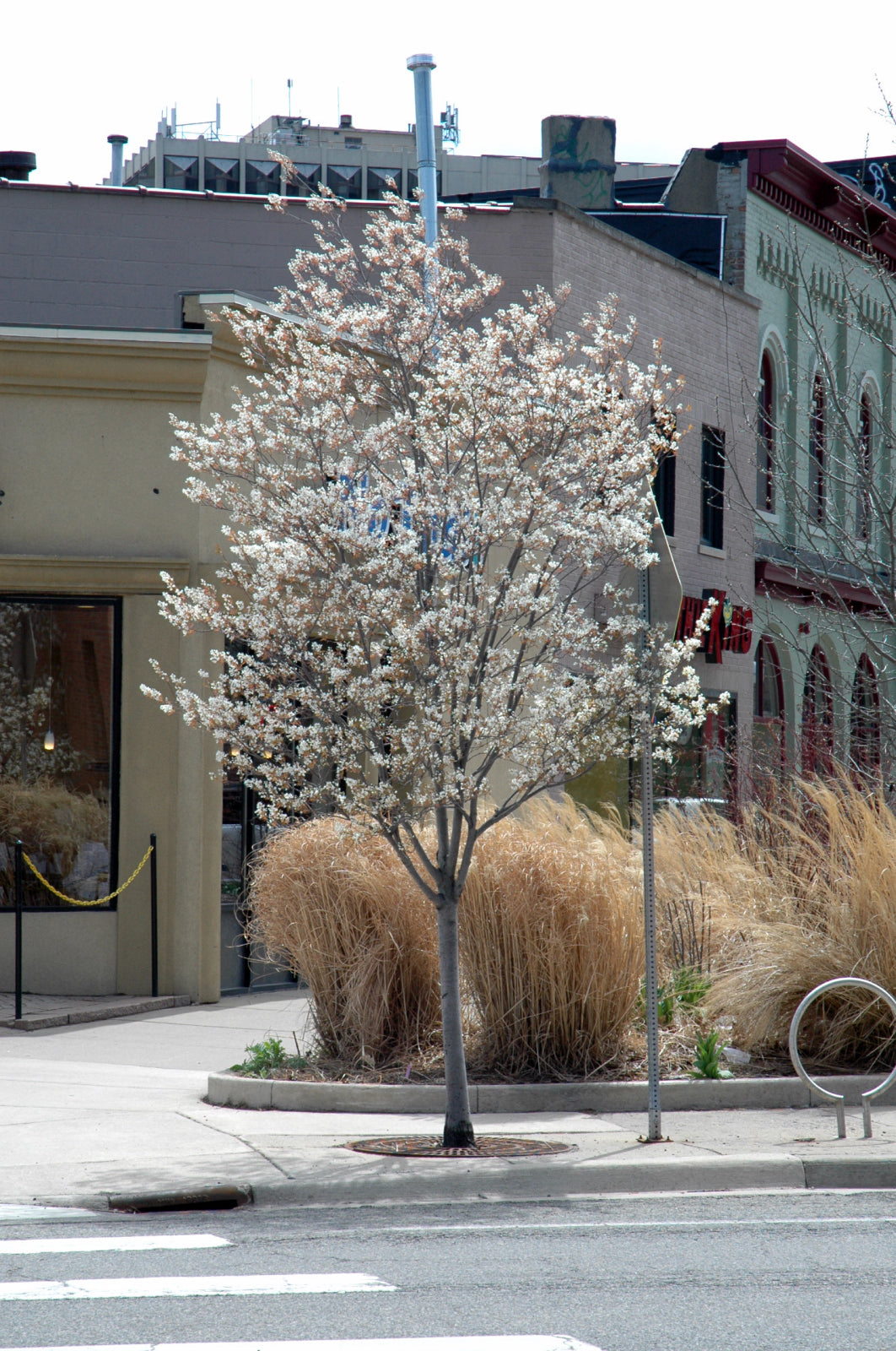 Serviceberry-Autumn Brilliance Tree 1.75"B