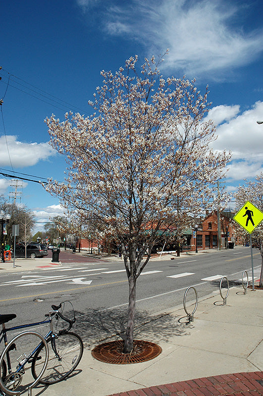 Serviceberry-Robin Hill 8' 15C