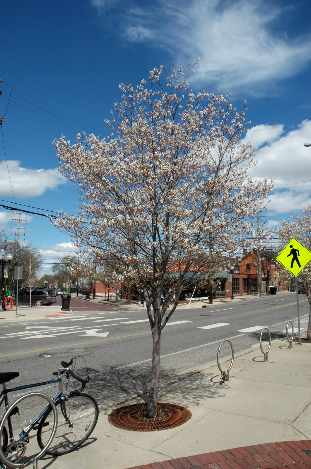 Serviceberry-Robin Hill 2.0"B