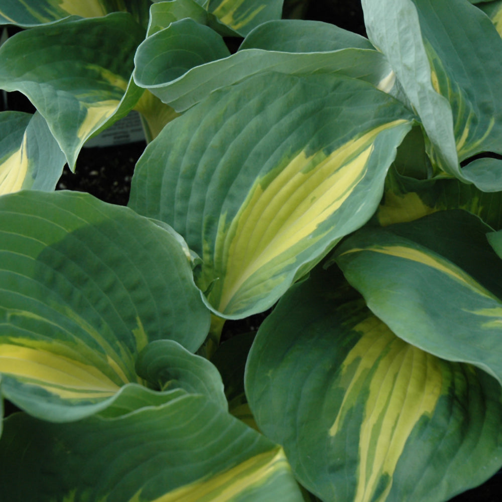 Hosta-Thunderbolt 2C