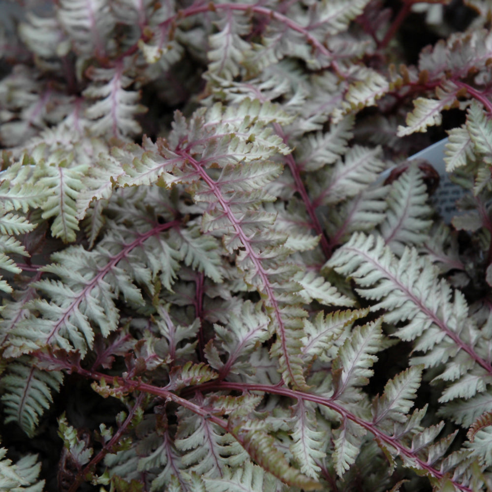Fern-Regal Red 3C