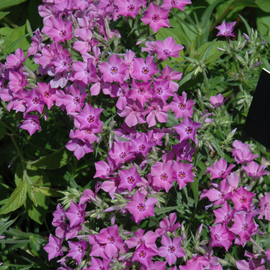 Phlox-Pilosa 1C