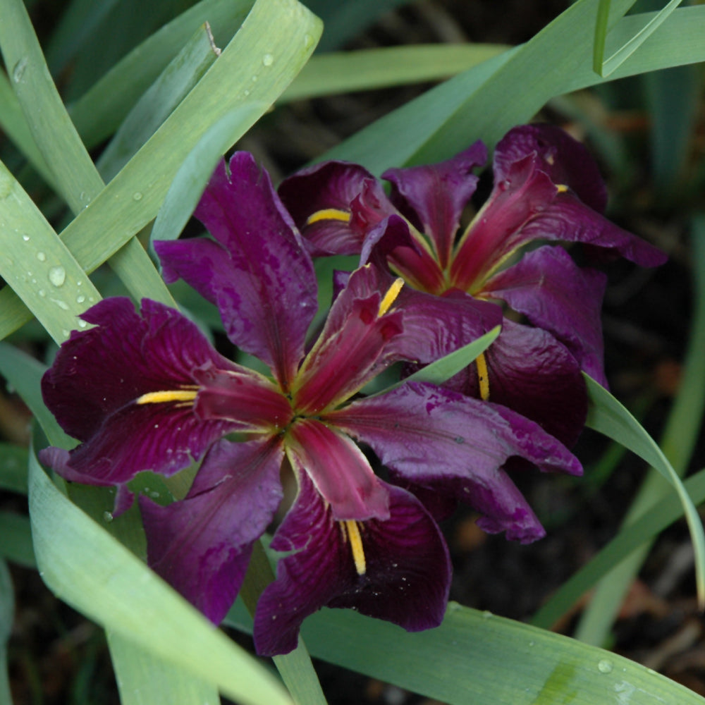 Iris-Black Gamecock 1C