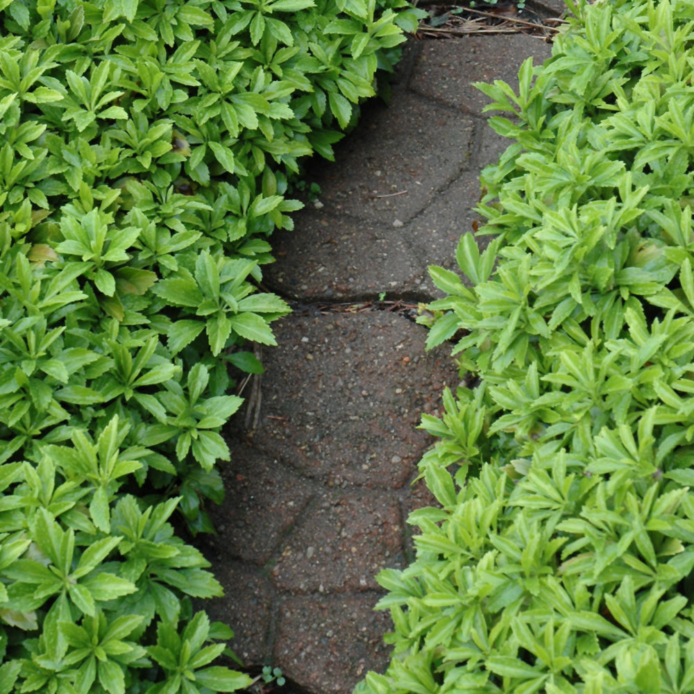 Pachysandra-Green Carpet 2.5"C