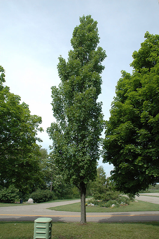 Maple-Armstrong 1.75"B