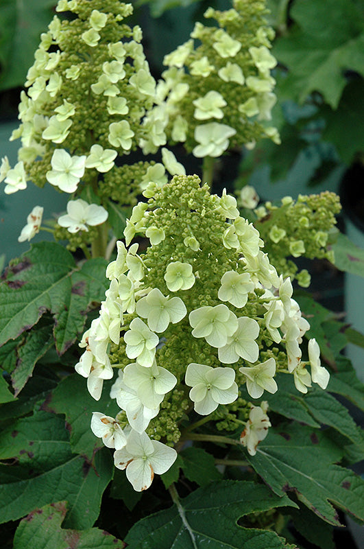 Hydrangea-Oakleaf Munchkin 3C