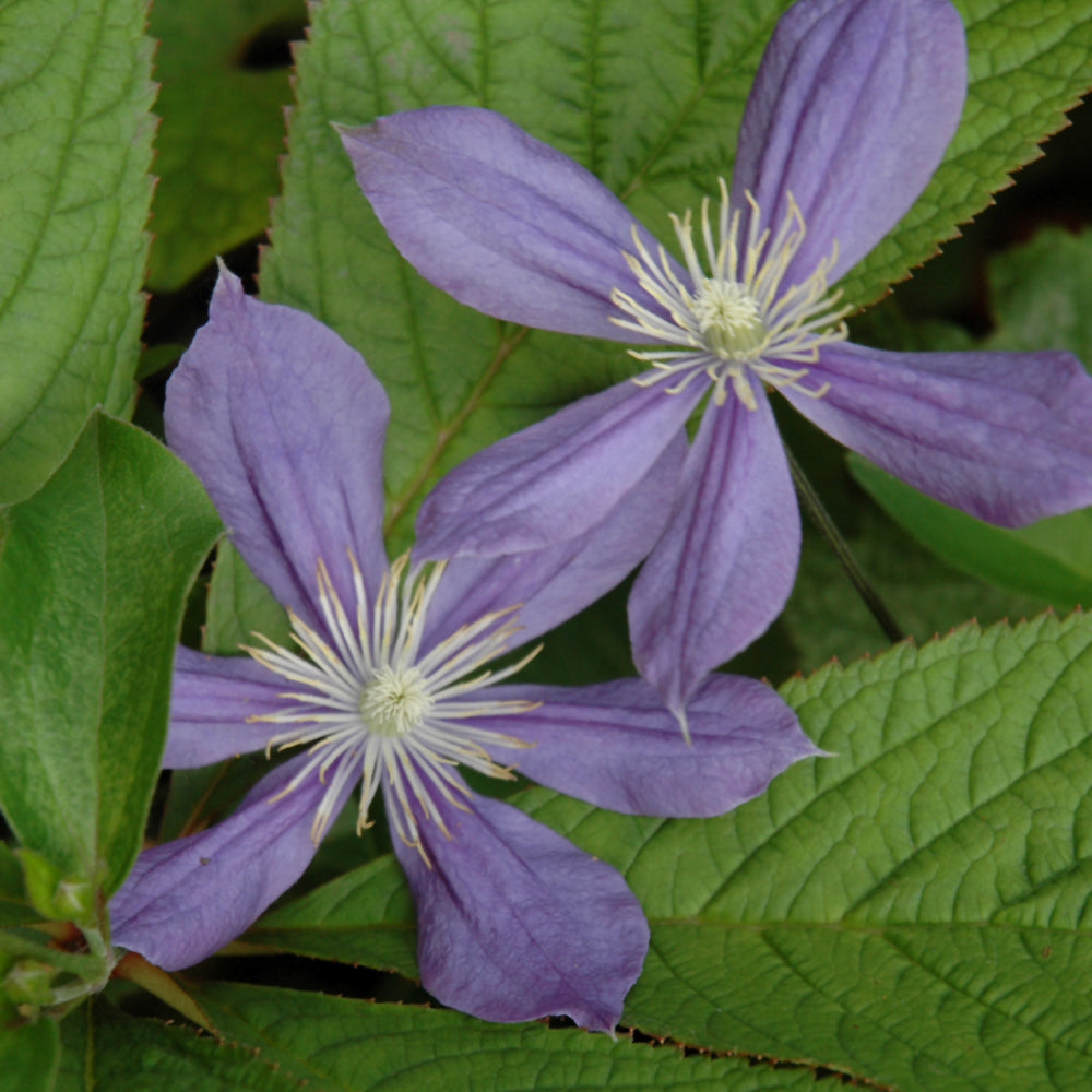 Clematis-Arabella 1C
