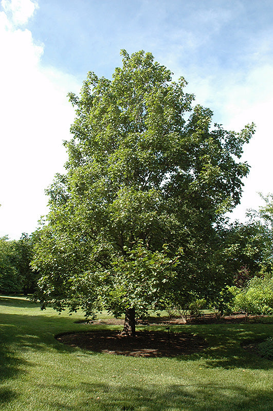 Maple-Hedge 2.0"BP