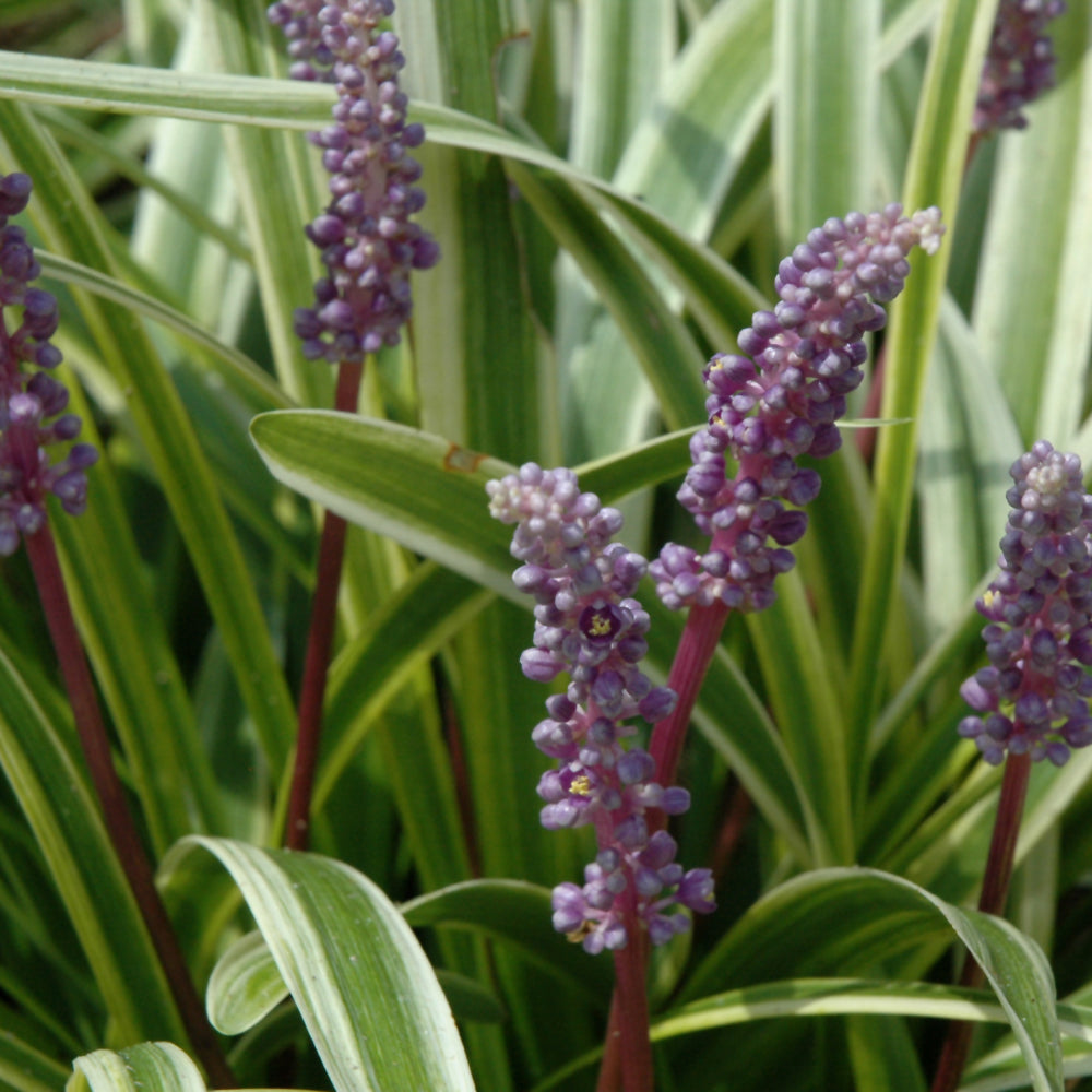 Liriope-Variegated 1C