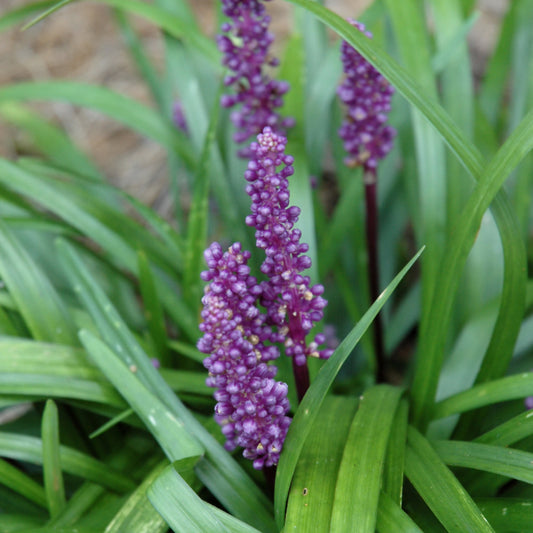 Liriope-Royal Purple 1C