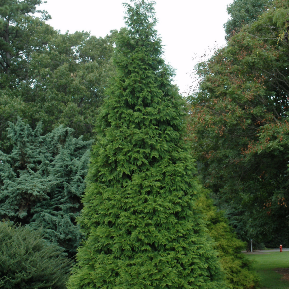 Arborvitae-Green Giant 5-6' 15C