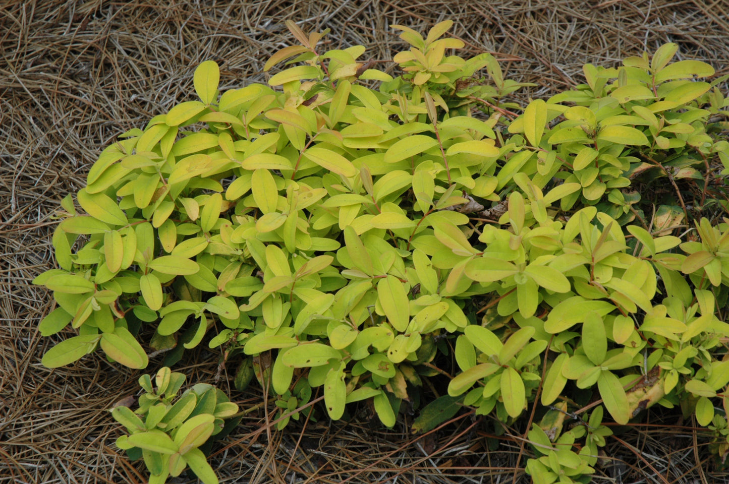 Hypericum-Brigadoon 1C