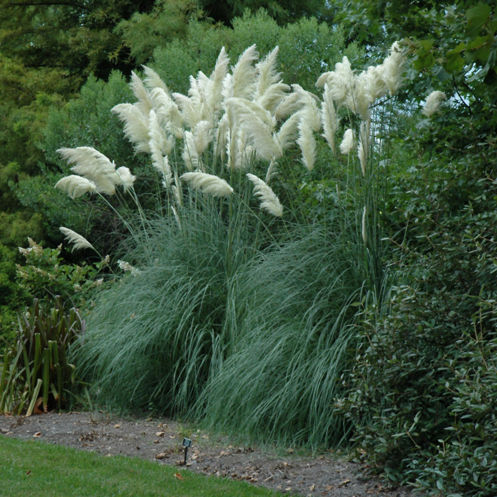 Tripidium-Northern Pampas 3C