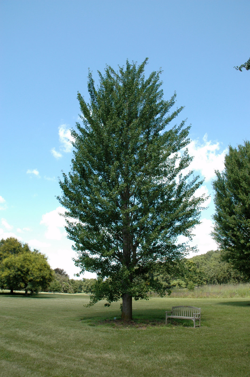 Ginkgo-Princeton Sentry 1.75"B