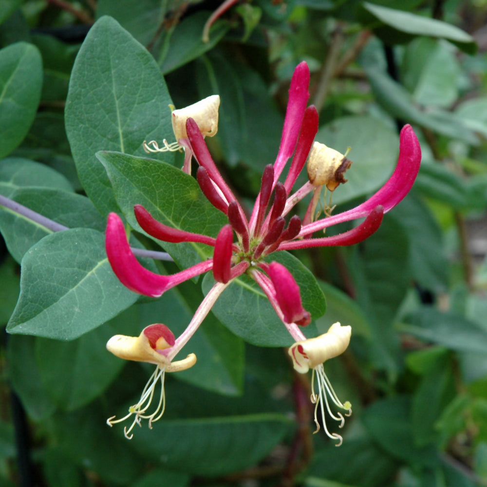Honeysuckle-Peaches and Cream 2C