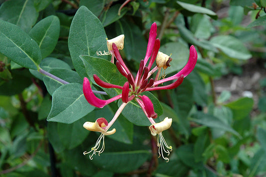 Honeysuckle-Peaches and Cream 3C