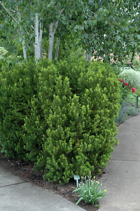 Yew-Hicksii 2C