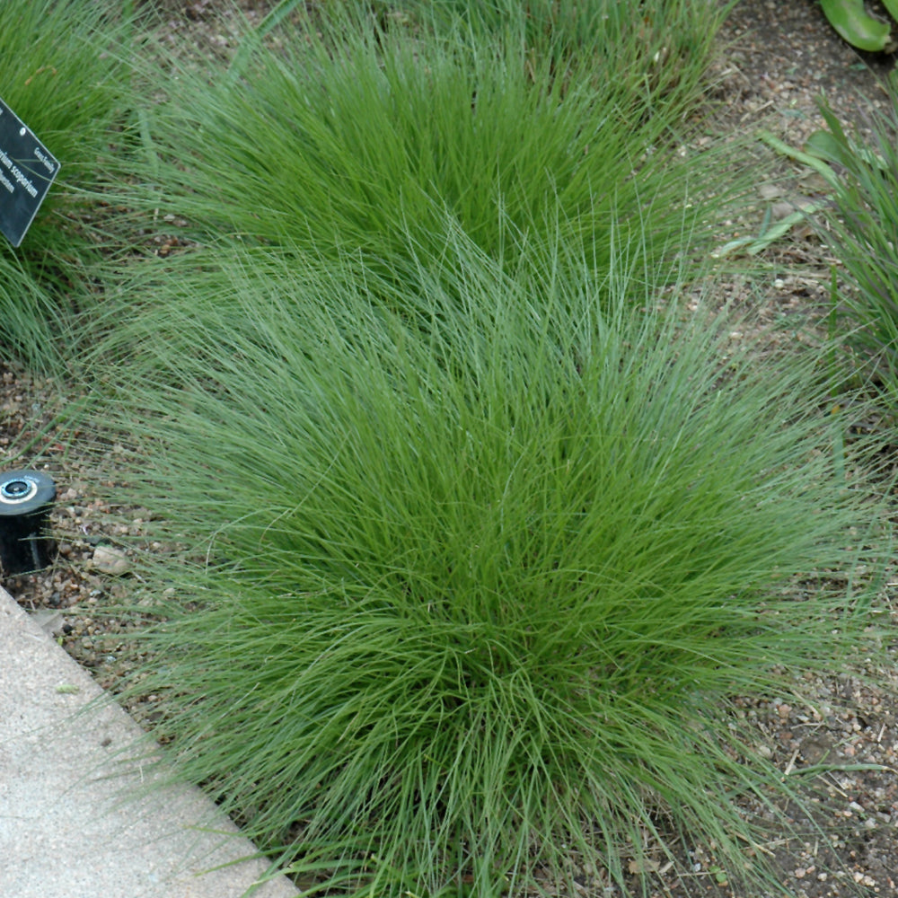 Grass-Little Bluestem 1C