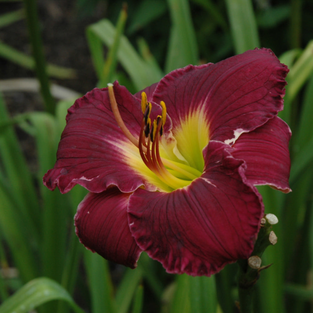 Daylily-Bela Lugosi 1C