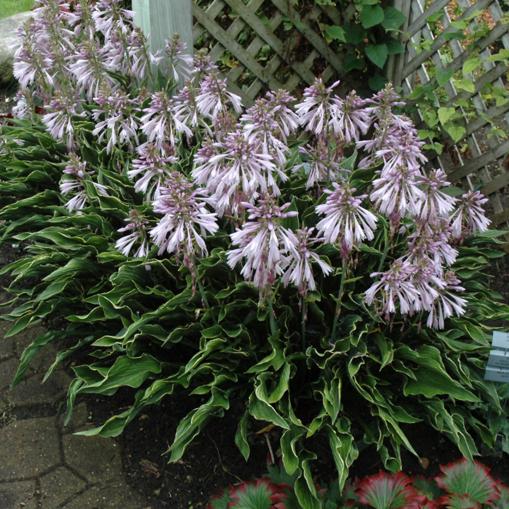 Hosta-Praying Hands 1C