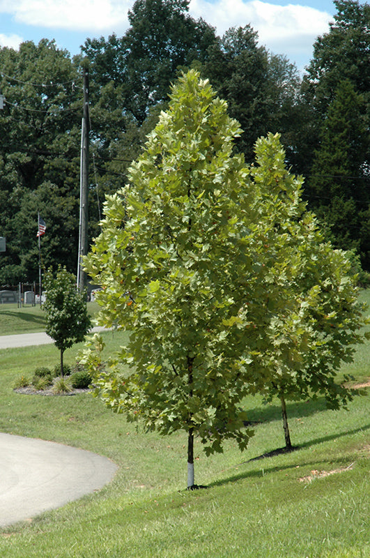Sycamore-Exclamation 2.0"B
