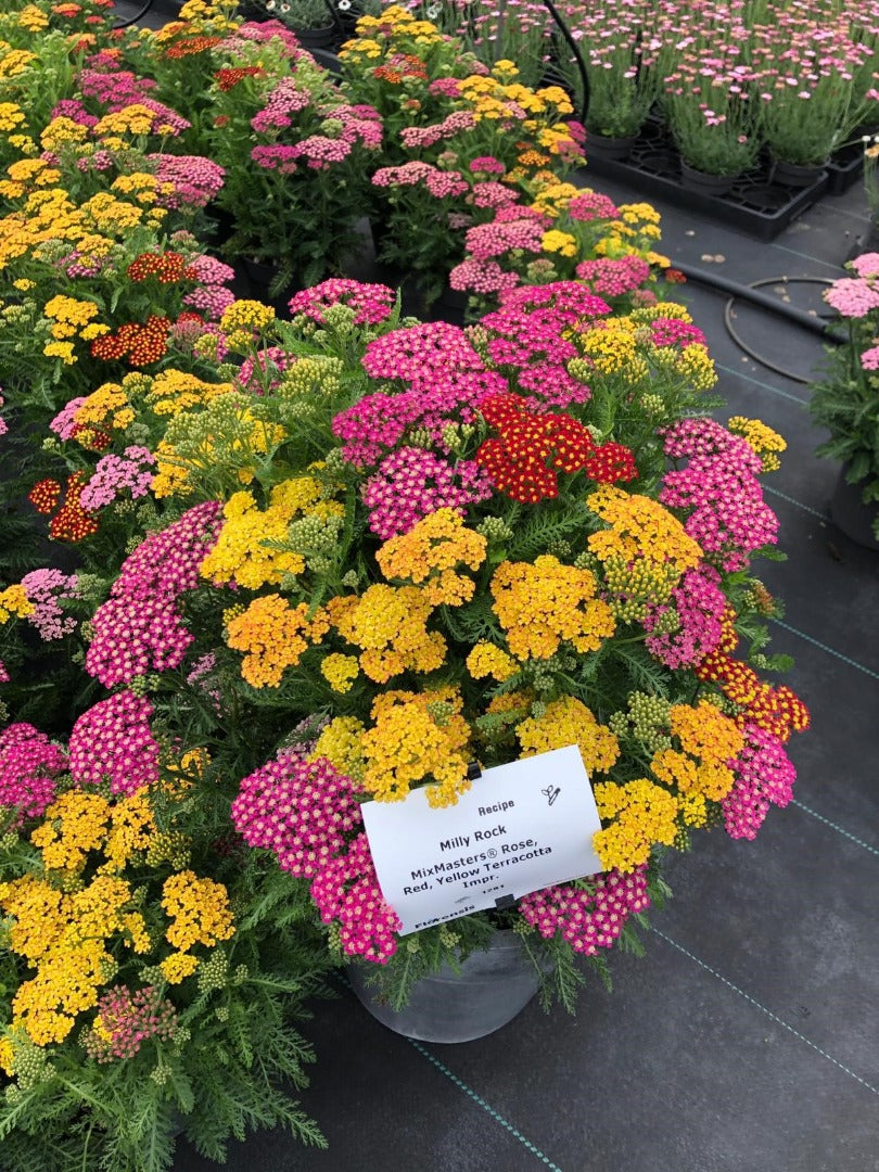 Achillea-Milly Rock Trio 1C