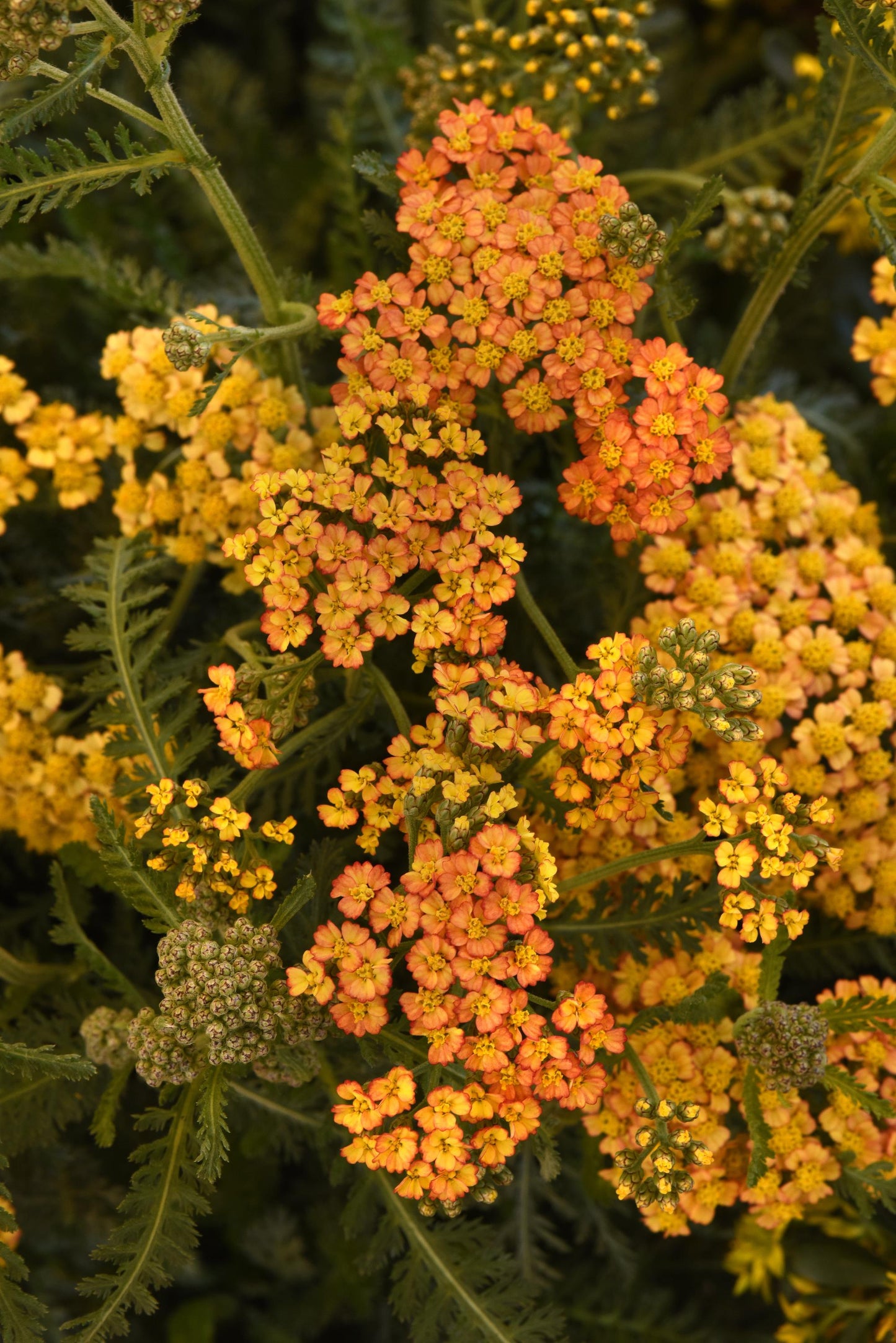 Achillea-Milly Rock Yellow Terracotta 1C