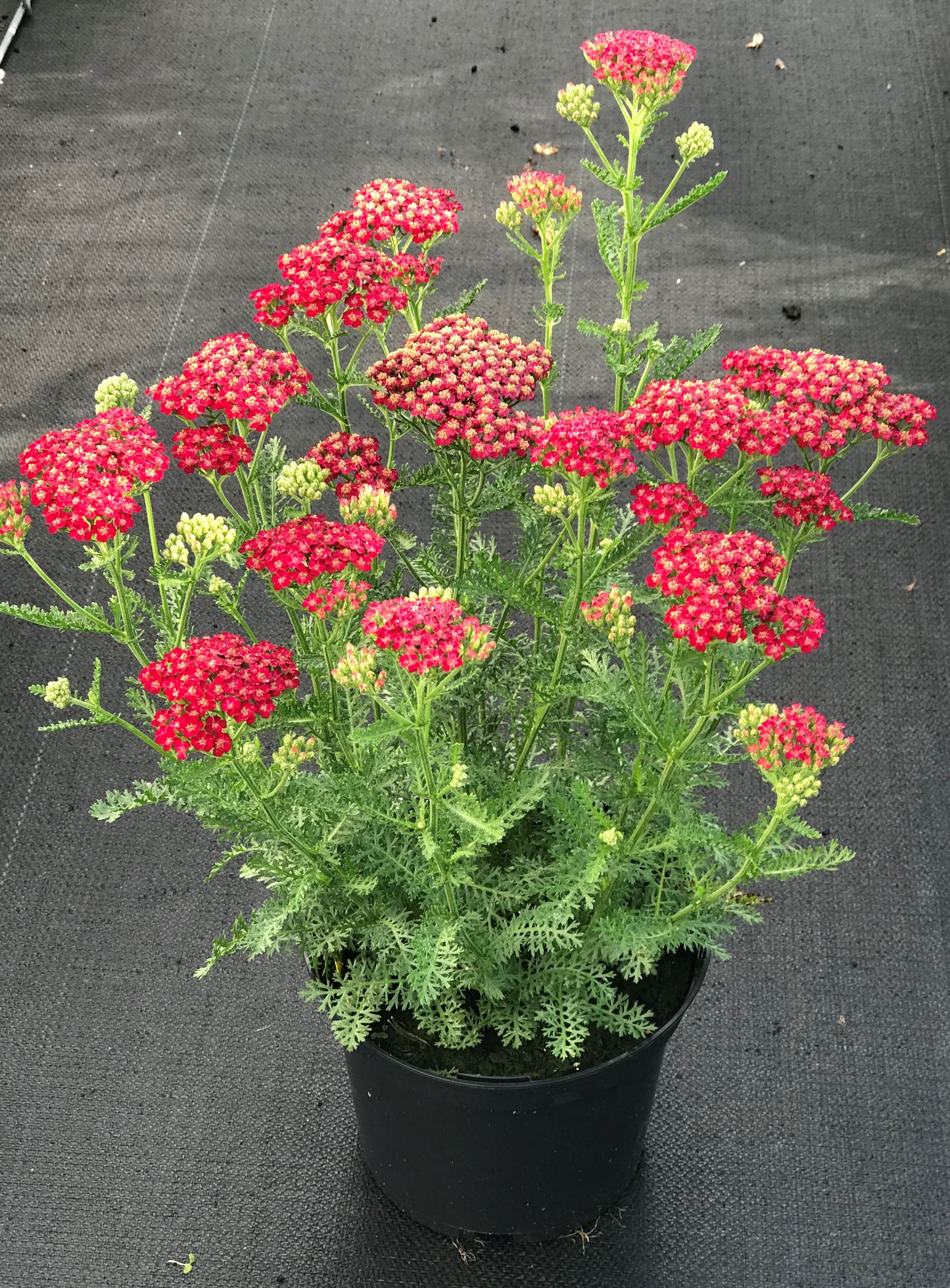 Achillea-New Vintage Red 1C