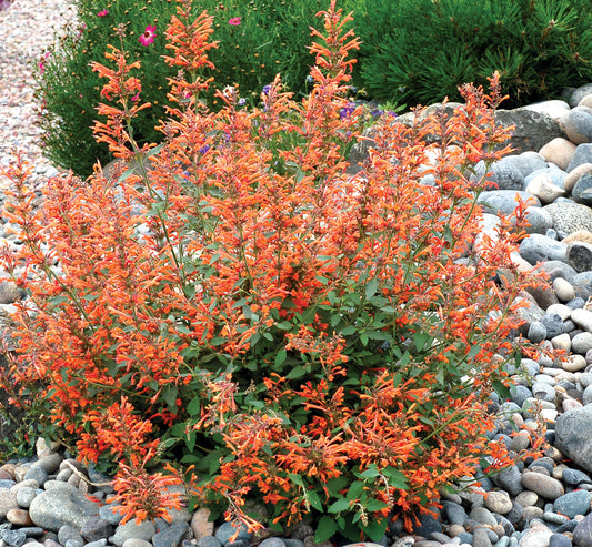 Agastache-Kudos Mandarin 1C