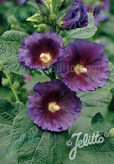Alcea-Purple Rain 1C