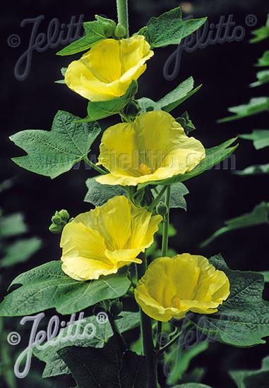 Alcea-Sunshine 1C