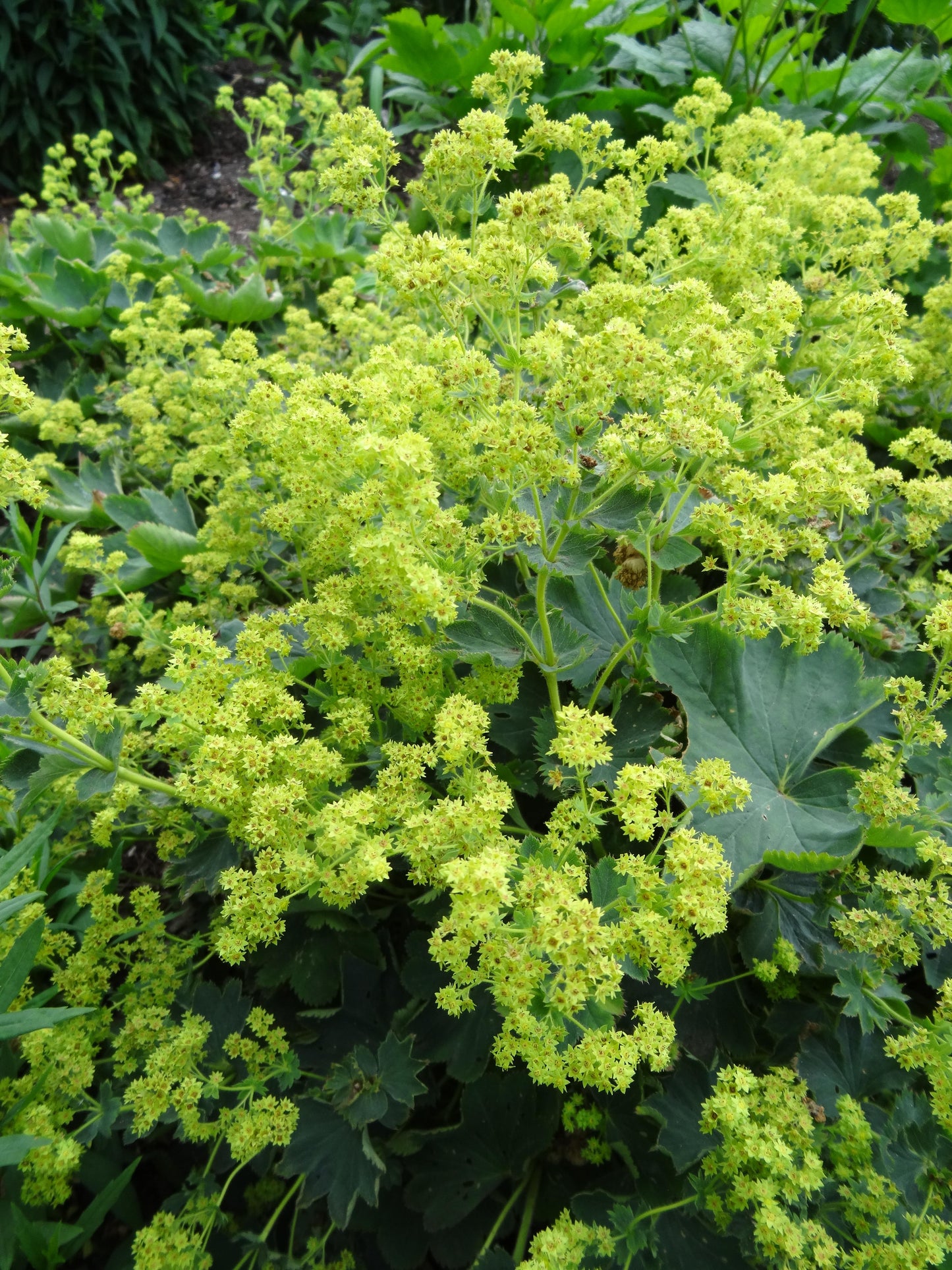 Alchemilla-Gold Strike 1C
