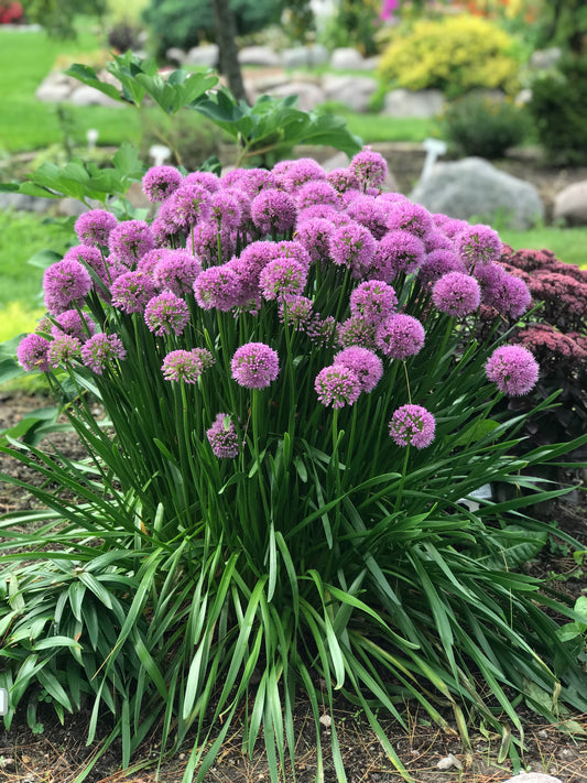 Allium-Millenium 1C