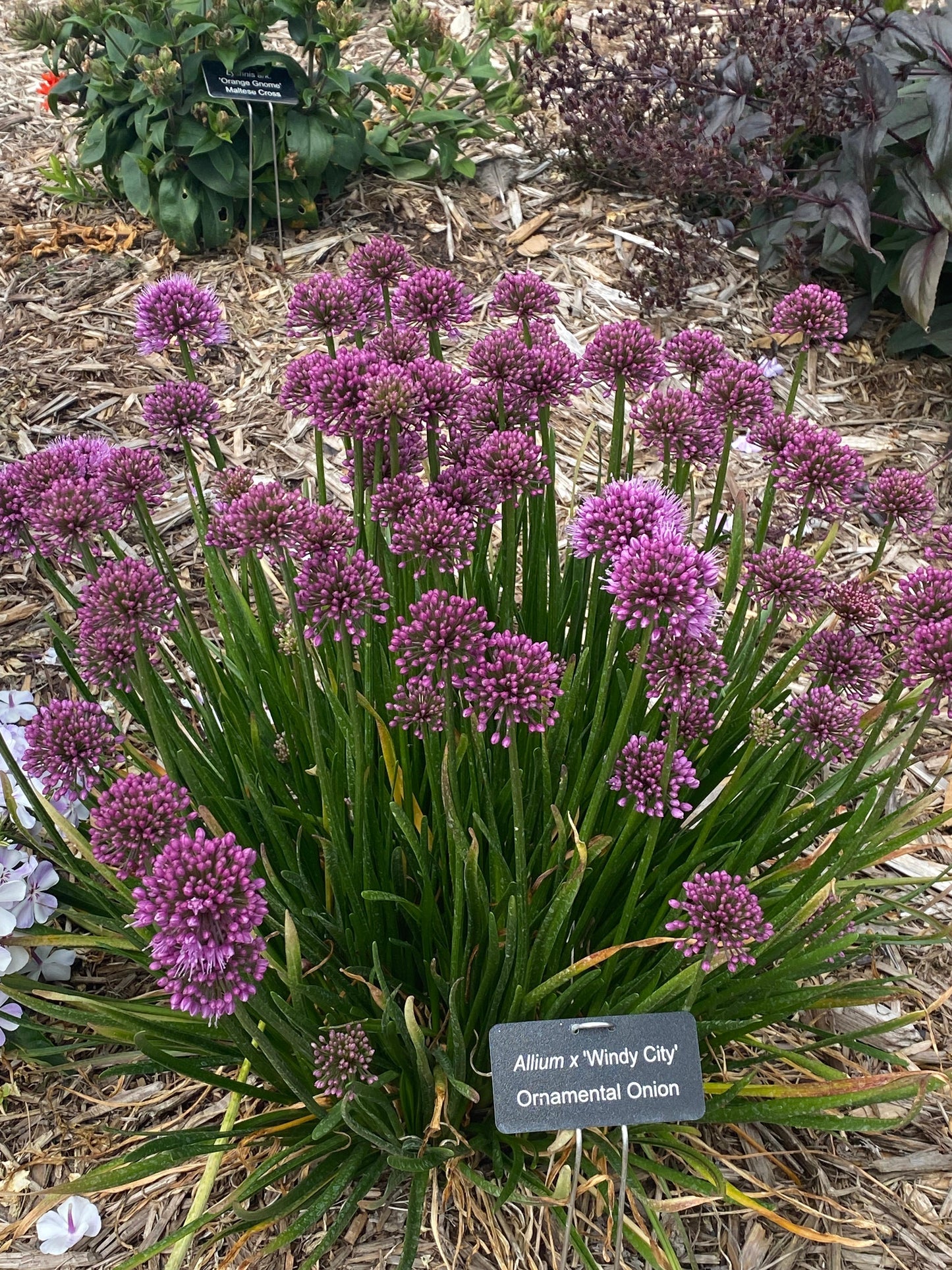 Allium-Windy City 1C