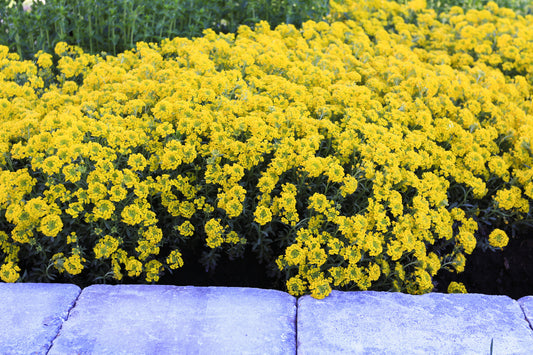 Alyssum-Golden Spring 1C