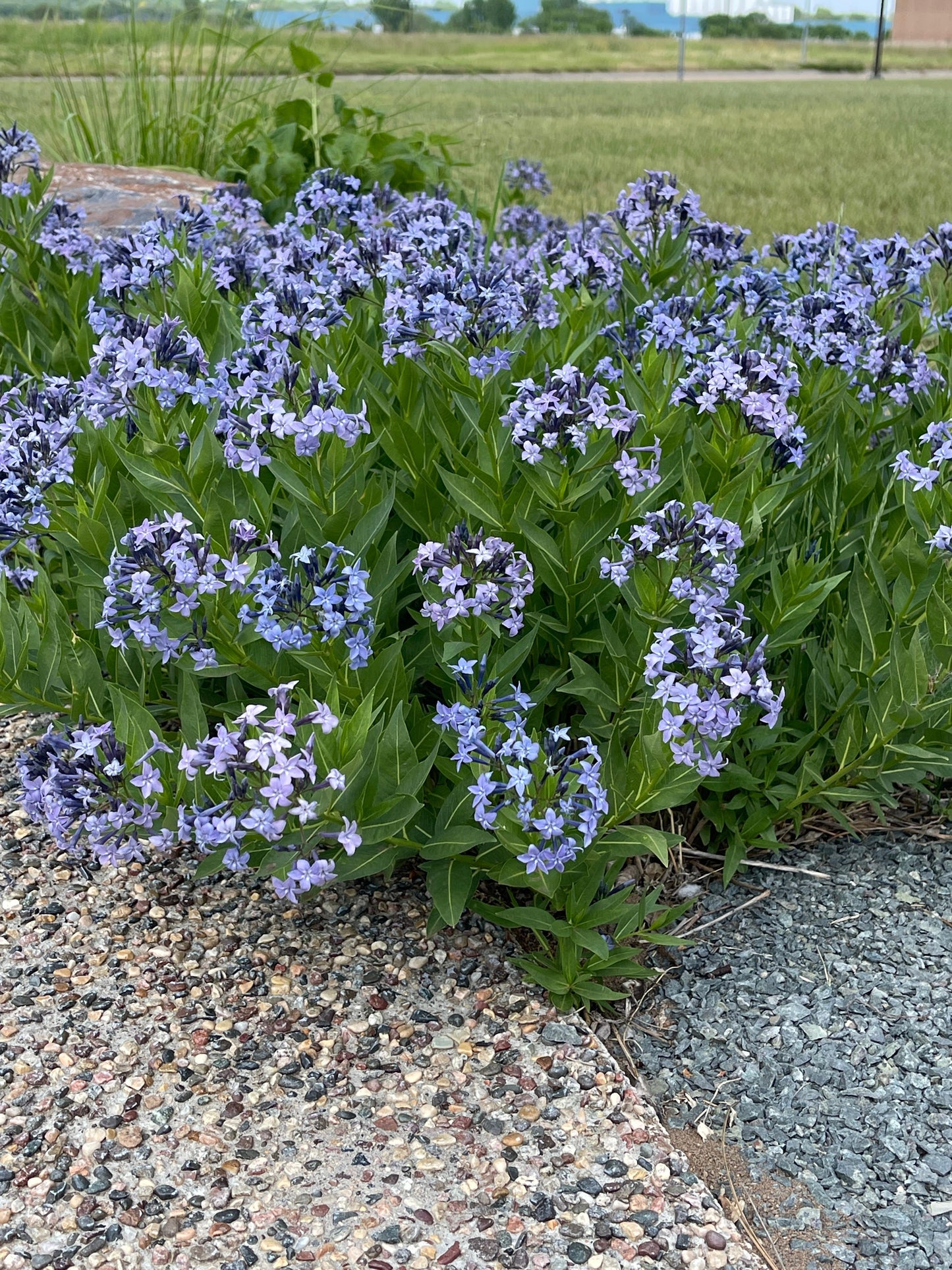 Amsonia-Blue Ice 1C