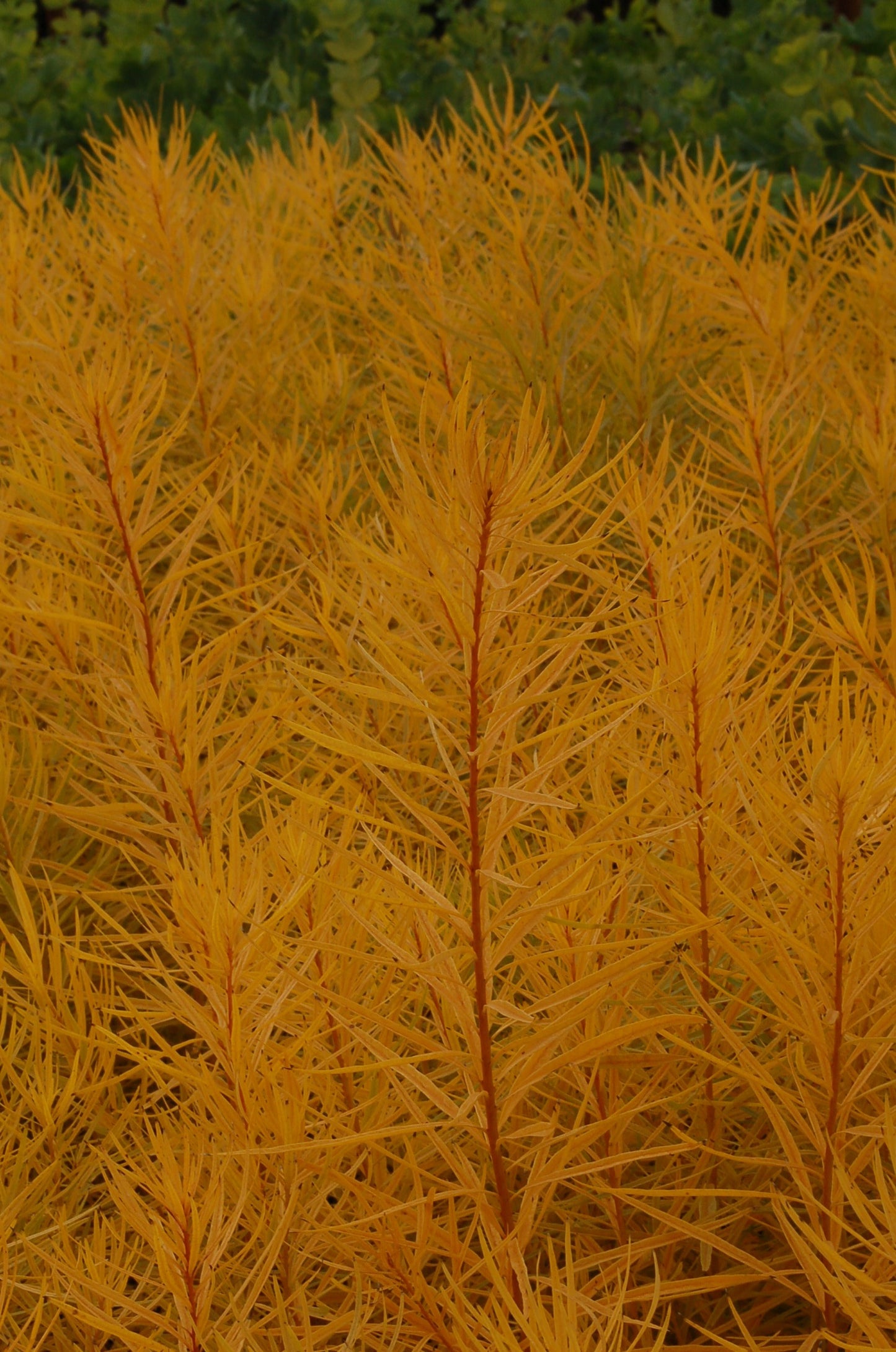 Amsonia-Butterscotch 1C
