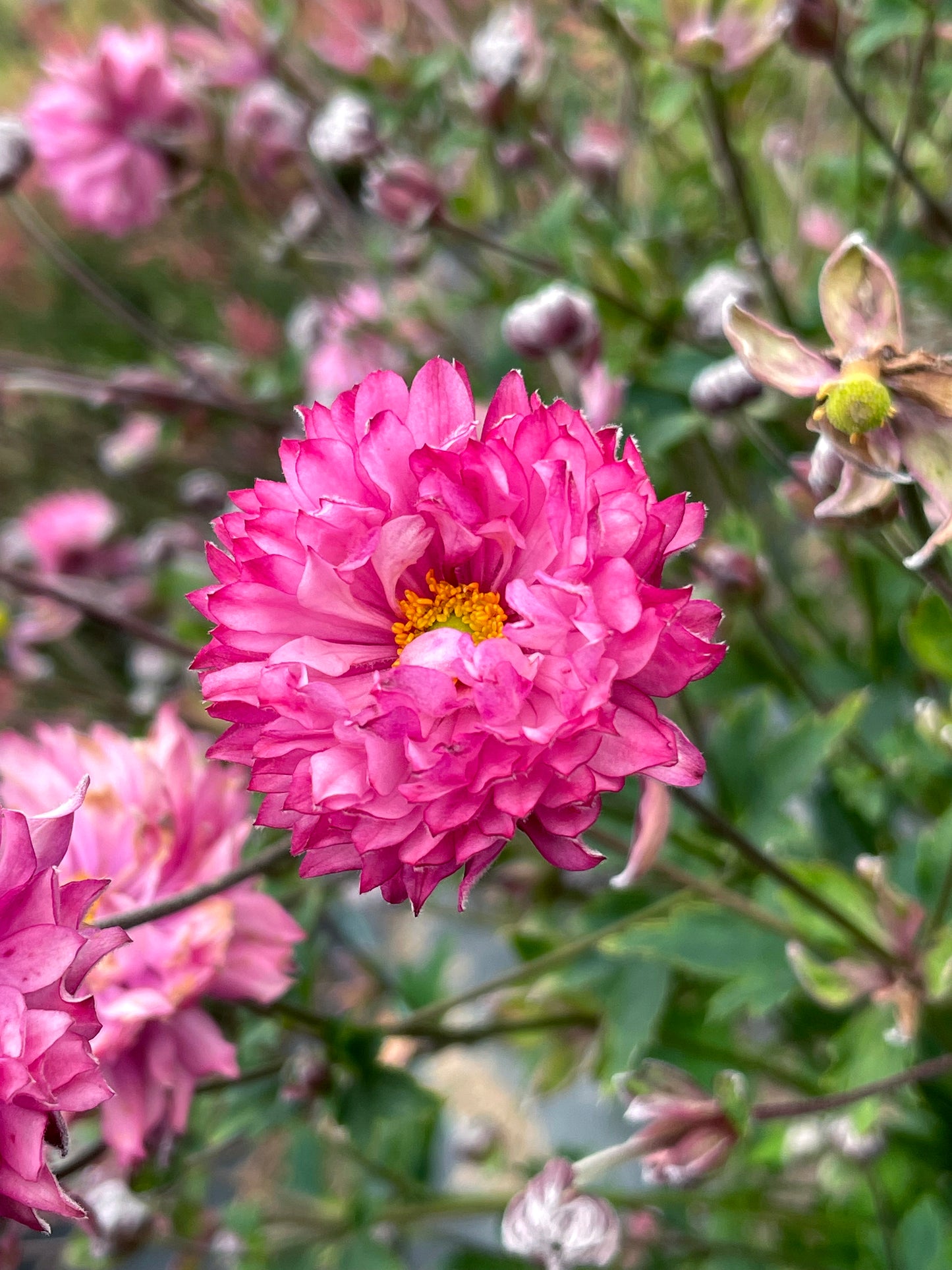Anemone-PUFF Pink 1C