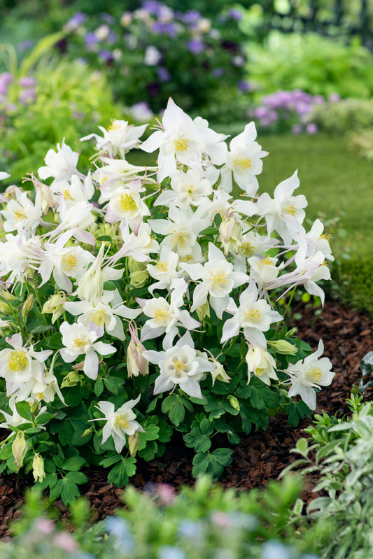 Aquilegia-Earlybird White 1C