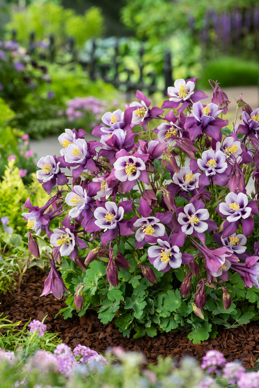 Aquilegia-Earlybird Purple White 1C