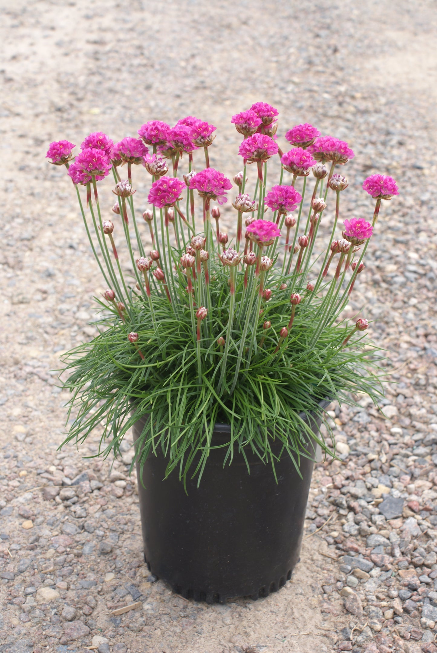 Armeria-Splendens 1C