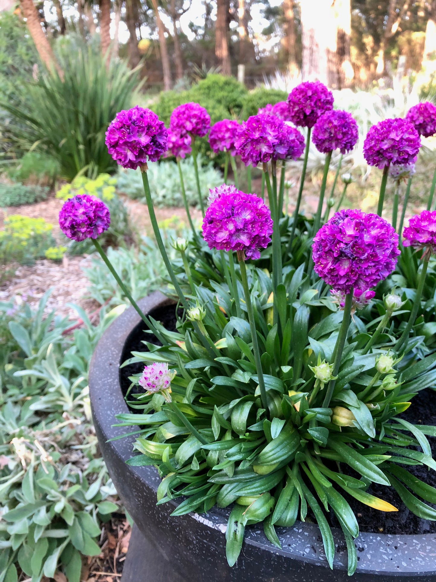Armeria-Vivid Dreams 1C