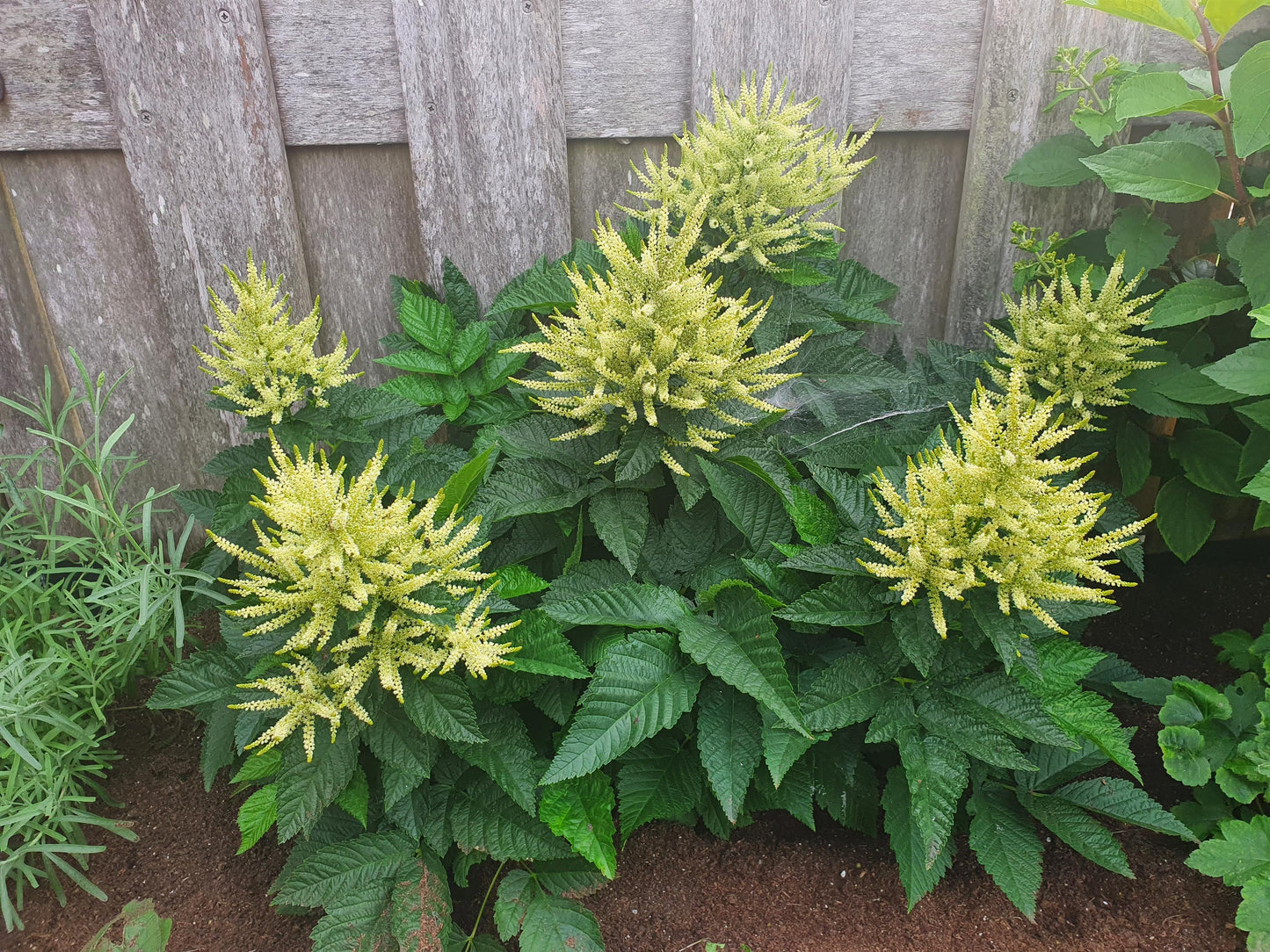 Aruncus-Sparkles 1C