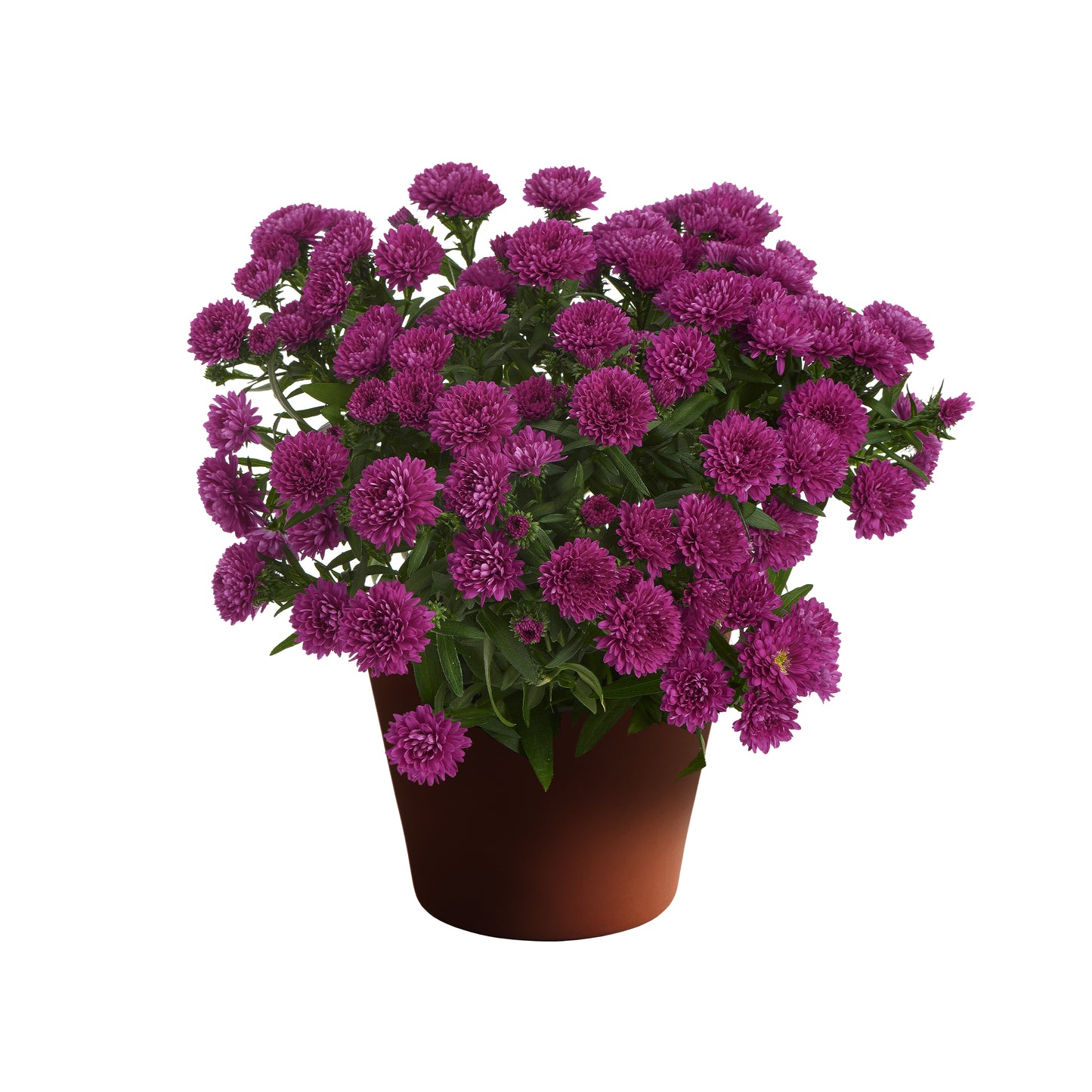 Aster-Showmakers Magenta 1C